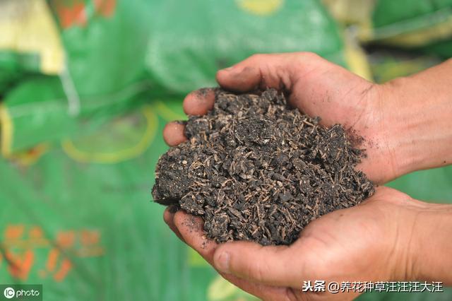 养花种草过程中使用有机肥，注意这几点，株旺、叶绿、花更香