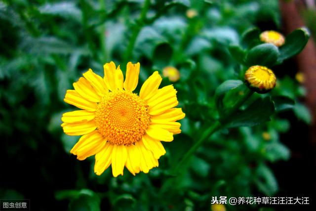 阳台种盆这种“草”，好看，好养，又好吃