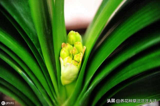 君子兰“夹箭”后，四招处理方法，花箭“蹭蹭”冒出来