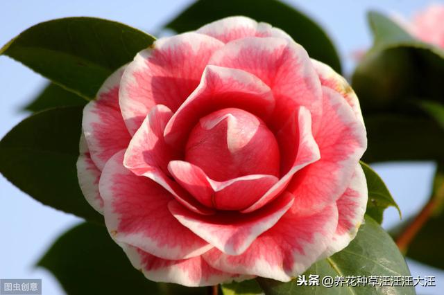 茶花秋季换盆换土需谨慎，注意这几点，服盆快，对植株生长影响小