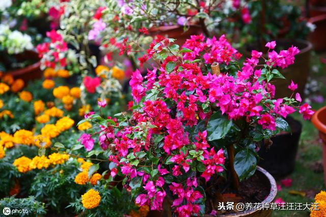三角梅孕蕾成功后，这样施肥，开花质量更高，花朵更大，花色更艳