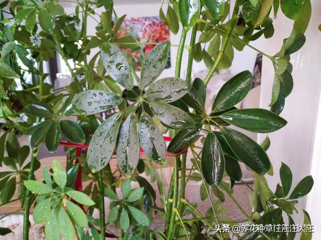 八方来财叶子没光泽，经常干枯脱落，做对这三点，叶子油亮不干枯