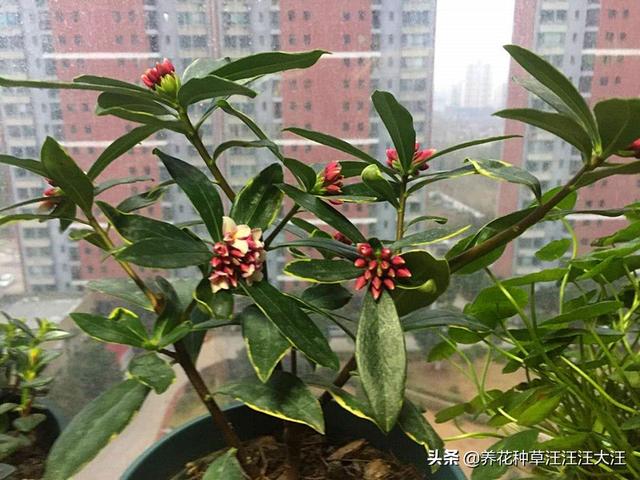 金边瑞香花僵苗不生长，这样处理，促进生长，植株旺，花儿香