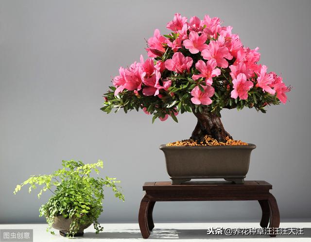 给杜鹃花换盆，做到五个“不要”，才能保证其顺利成活