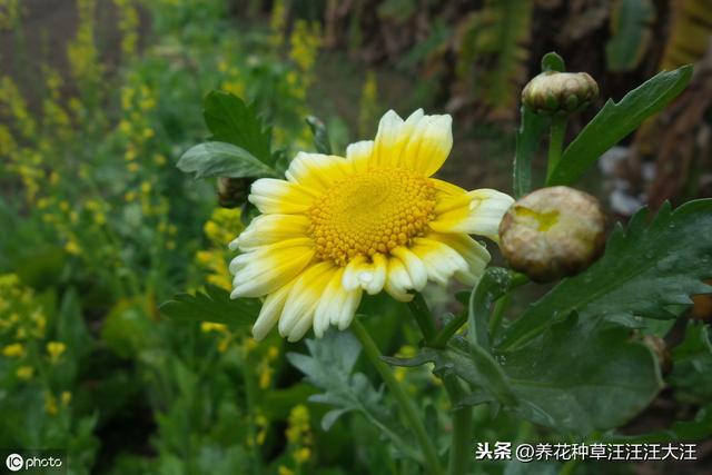 阳台种盆这种“草”，好看，好养，又好吃