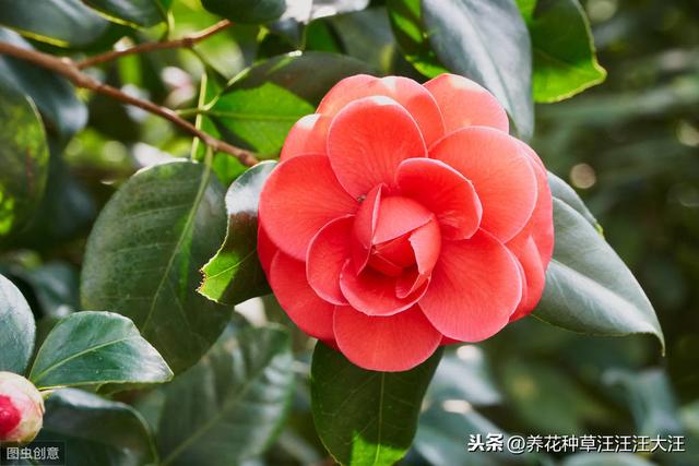 茶花秋季换盆换土需谨慎，注意这几点，服盆快，对植株生长影响小