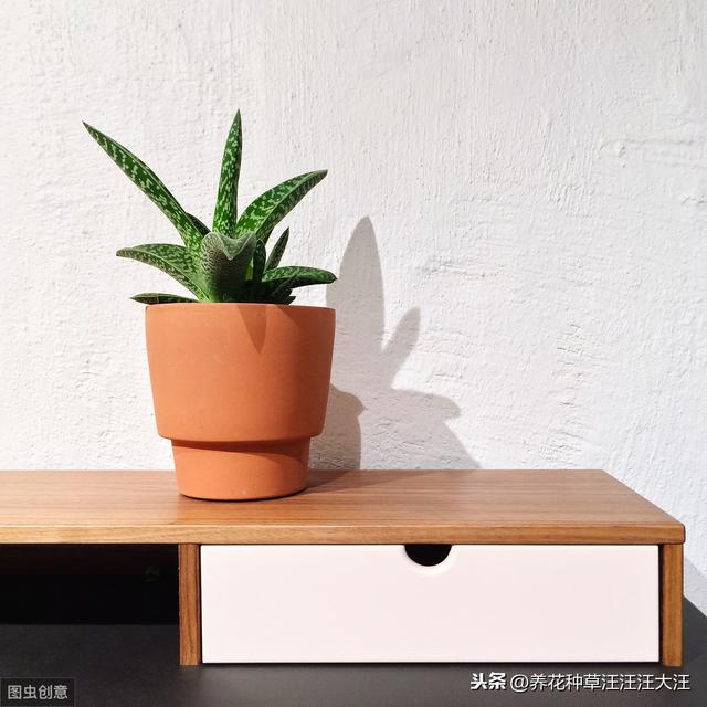 虎皮兰养护，注意这四点，不烂根，植株旺，叶子“蹭蹭”长