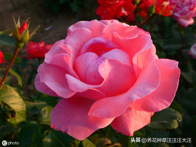 室内能种植好月季花吗？做好这四点，效果才会好，植株旺，开花多