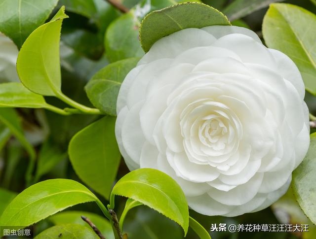 茶花秋季换盆换土需谨慎，注意这几点，服盆快，对植株生长影响小