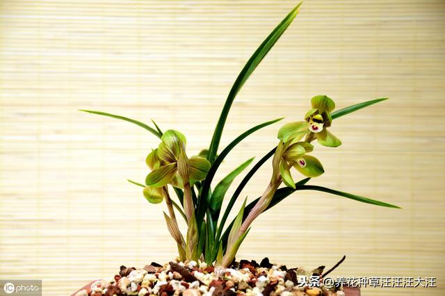 兰花养护多年，就是不开花，做好这三点，叶子油绿，花朵娇嫩清香