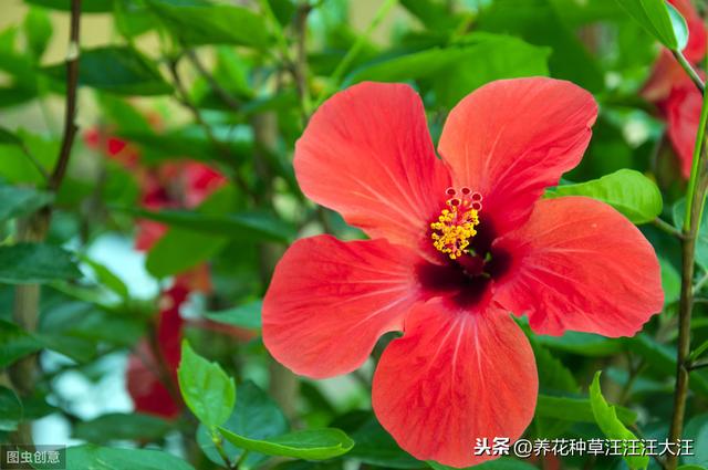 花卉植物栽种时，正确使用底肥，效果好，花儿长得旺