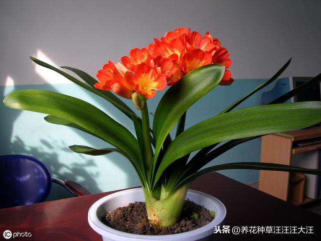 君子兰“夹箭”后，四招处理方法，花箭“蹭蹭”冒出来