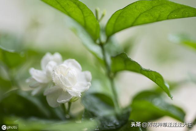花卉植物栽种时，正确使用底肥，效果好，花儿长得旺