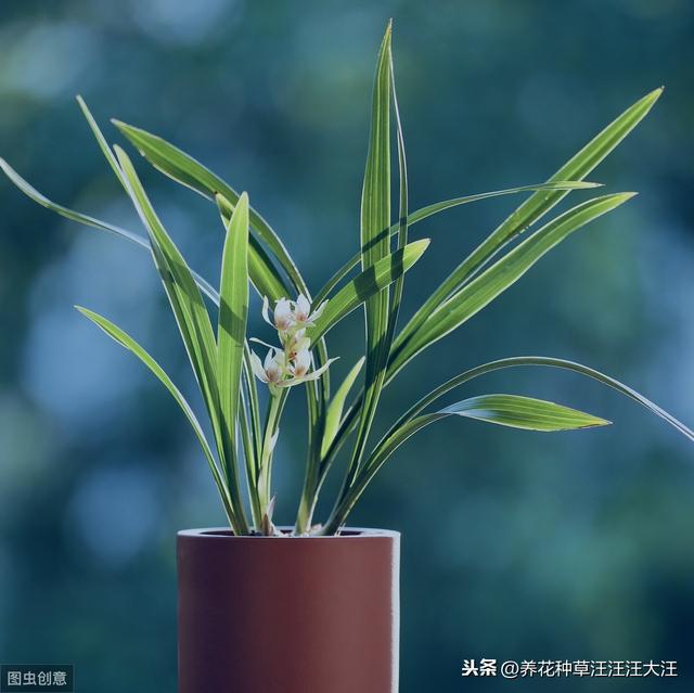 兰花养护多年，就是不开花，做好这三点，叶子油绿，花朵娇嫩清香
