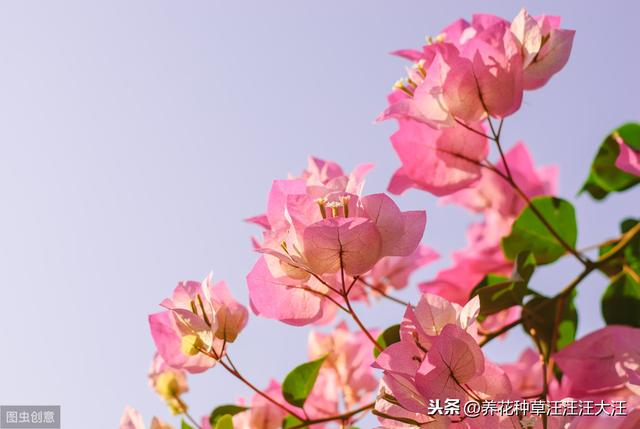 三角梅孕蕾成功后，这样施肥，开花质量更高，花朵更大，花色更艳