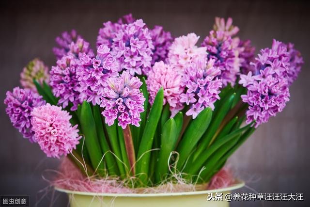 养花种草过程中使用有机肥，注意这几点，株旺、叶绿、花更香