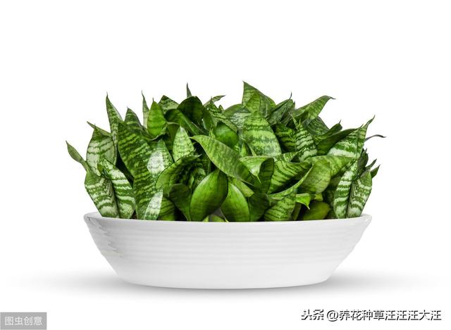 虎皮兰养护，注意这四点，不烂根，植株旺，叶子“蹭蹭”长
