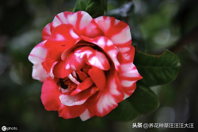 养花种草过程中使用有机肥，注意这几点，株旺、叶绿、花更香