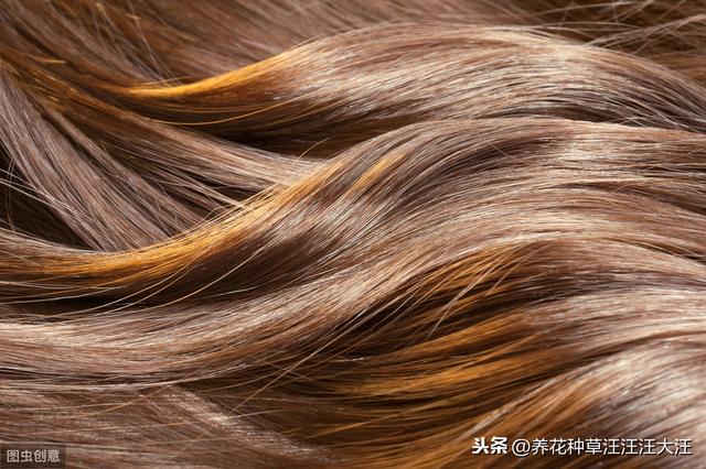 这种花既好看又好养，除了可以做“饮料”，还是天然的“染发剂”