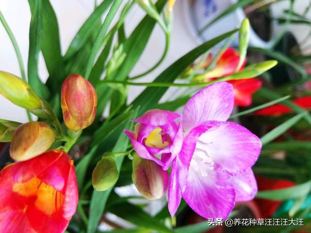 秋季种盆香雪兰，叶子细长站不稳，做这五点，植株矮壮，花儿香