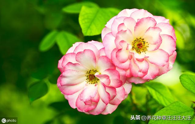 养花种草过程中使用有机肥，注意这几点，株旺、叶绿、花更香