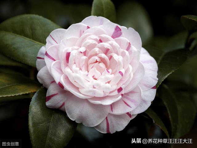 茶花秋季换盆换土需谨慎，注意这几点，服盆快，对植株生长影响小
