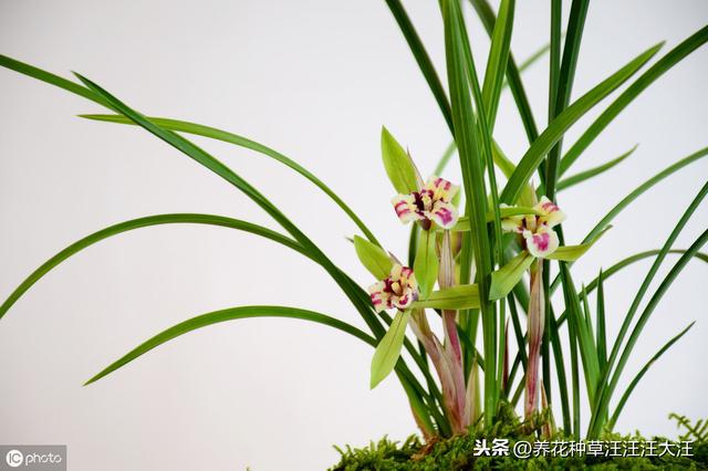 兰花养护多年，就是不开花，做好这三点，叶子油绿，花朵娇嫩清香