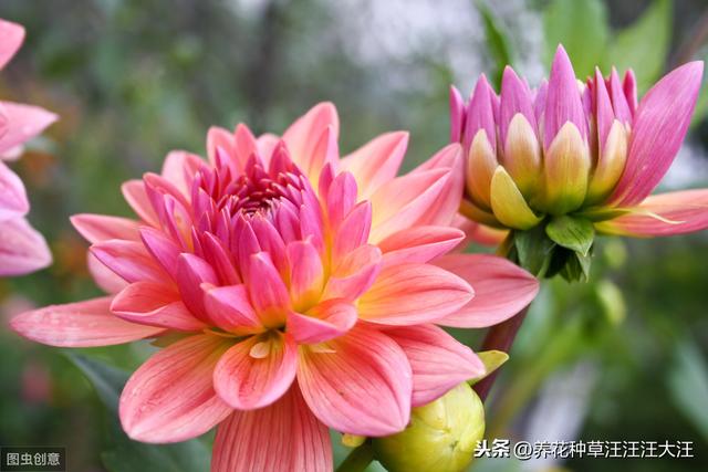 大丽花秋季养护，注重这四点，来年开花，花朵更多更大更艳丽