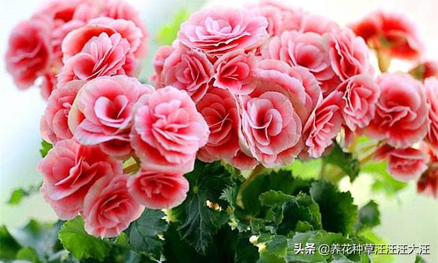 丽格海棠花色越开越淡，越开越小，做好这两点，花大色又艳