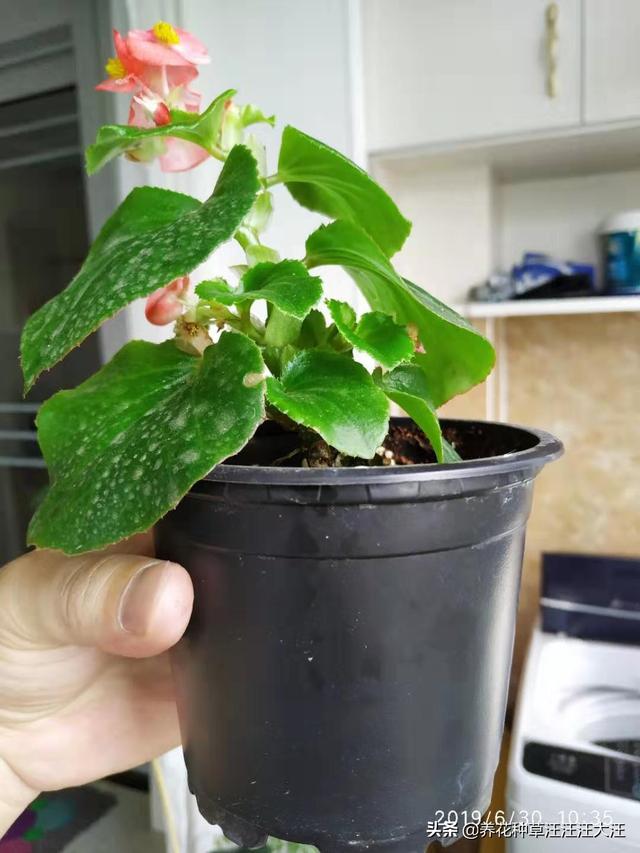 四季海棠扦插繁殖，注意这四点，生根快，一个月就能开花