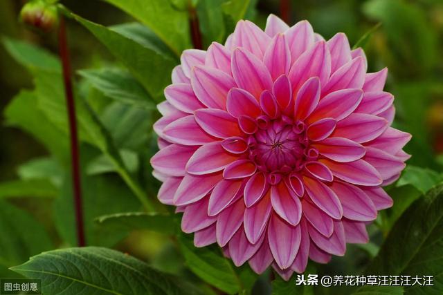 大丽花秋季养护，注重这四点，来年开花，花朵更多更大更艳丽