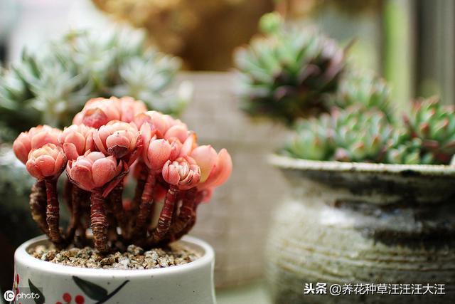 想要多肉植物上色出状态，需要做好这三点，植株健康，色彩更绚丽