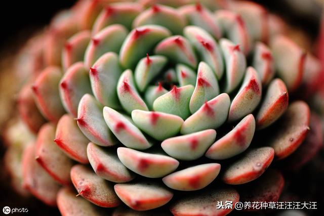 多肉植物冬季也晒伤，原因只有这一点，做好了，植株更健康