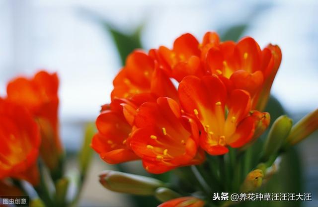 君子兰“夹箭”后，四招处理方法，花箭“蹭蹭”冒出来