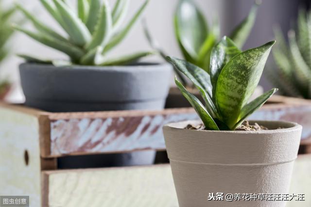虎皮兰养护，注意这四点，不烂根，植株旺，叶子“蹭蹭”长