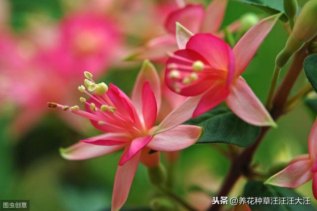 倒挂金钟秋季养护，做好这几点，枝繁叶茂，开花质量高，数量多