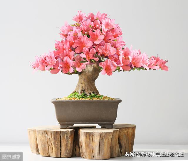 给杜鹃花换盆，做到五个“不要”，才能保证其顺利成活