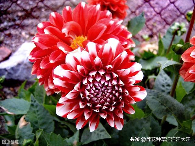 大丽花秋季养护，注重这四点，来年开花，花朵更多更大更艳丽