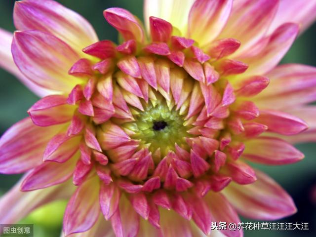 大丽花秋季养护，注重这四点，来年开花，花朵更多更大更艳丽