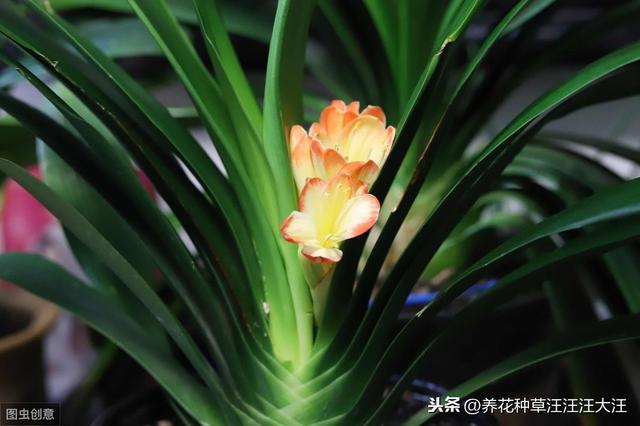 君子兰“夹箭”后，四招处理方法，花箭“蹭蹭”冒出来
