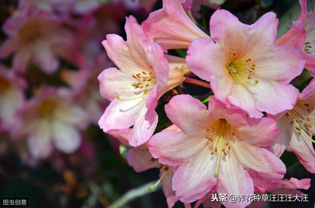 给杜鹃花换盆，做到五个“不要”，才能保证其顺利成活