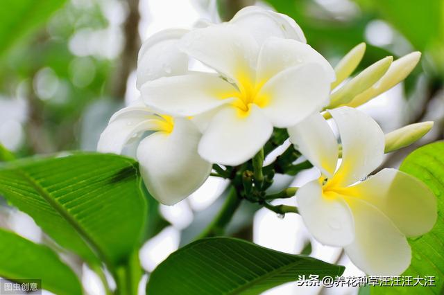 花卉植物栽种时，正确使用底肥，效果好，花儿长得旺