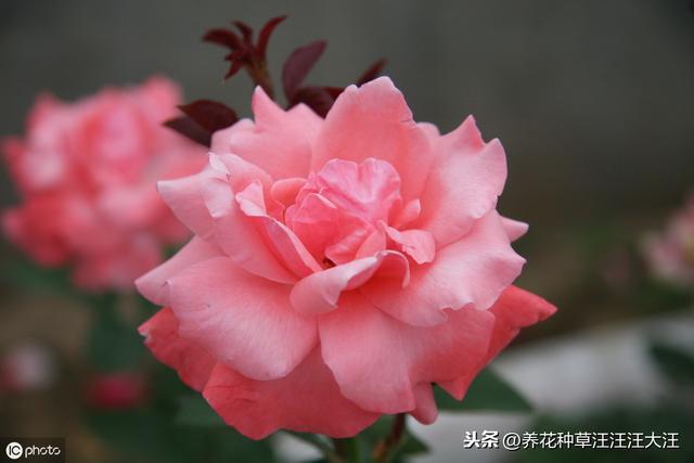 室内能种植好月季花吗？做好这四点，效果才会好，植株旺，开花多