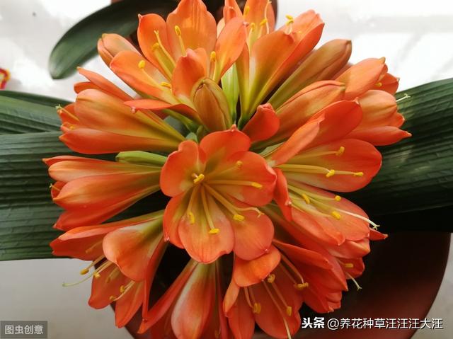 君子兰“夹箭”后，四招处理方法，花箭“蹭蹭”冒出来
