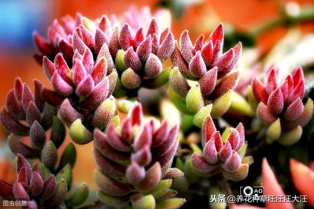 多肉植物冬季也晒伤，原因只有这一点，做好了，植株更健康