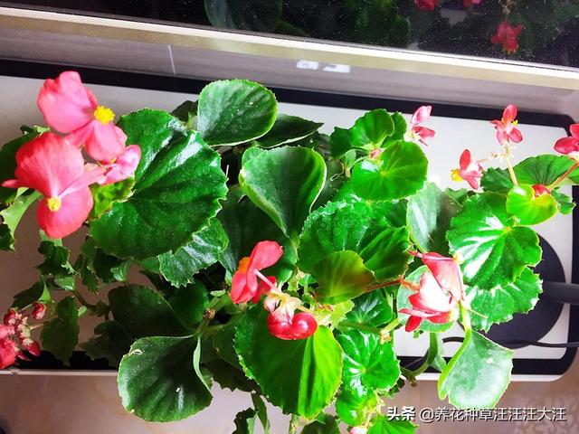 做好这三点，四季海棠四季开花不断