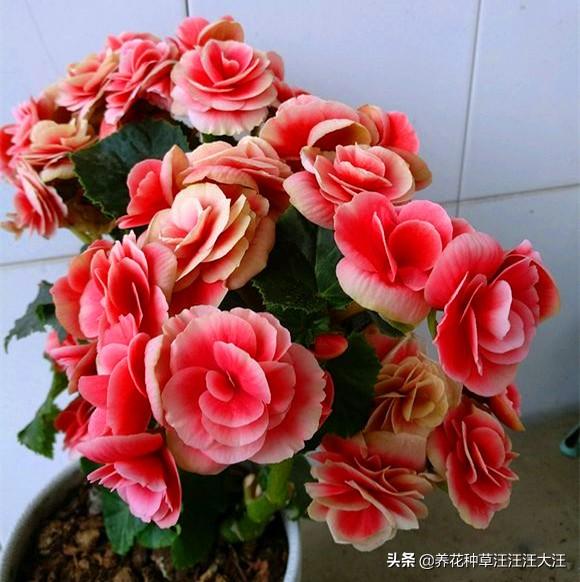丽格海棠花色越开越淡，越开越小，做好这两点，花大色又艳