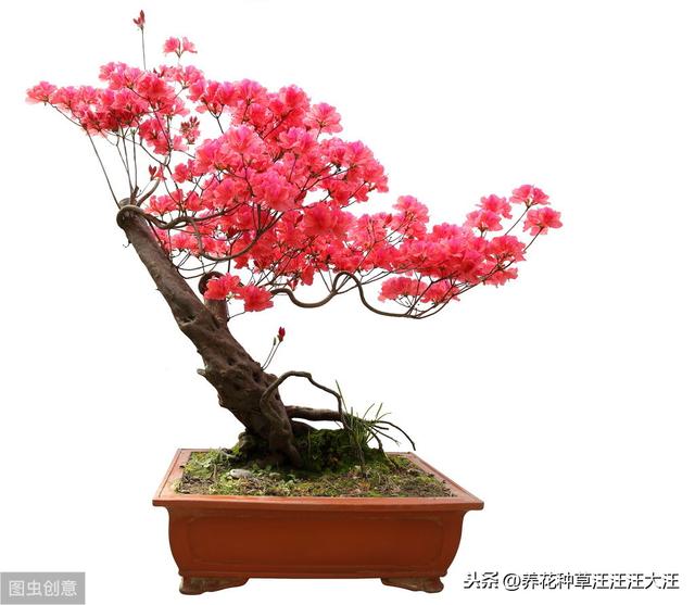 给杜鹃花换盆，做到五个“不要”，才能保证其顺利成活