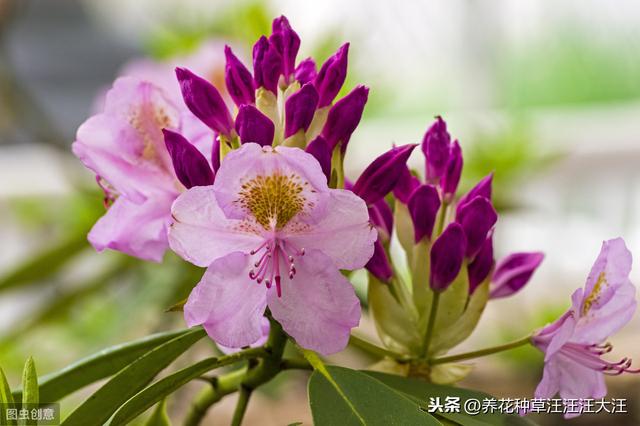给杜鹃花换盆，做到五个“不要”，才能保证其顺利成活
