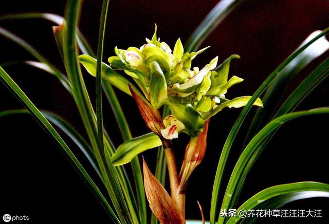 兰花养护多年，就是不开花，做好这三点，叶子油绿，花朵娇嫩清香